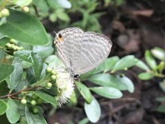 Jamides alecto dromicus