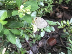 Jamides alecto dromicus