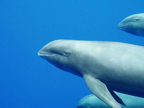 Photo of Melon-Headed Whale (Peponocephala electra)