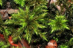 Mniodendron comosum