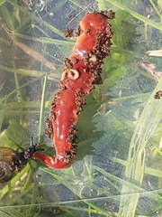 Arthurdendyus testaceus