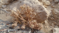 Gymnocarpos sclerocephalus