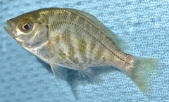 Hysterocarpus traskii pomo