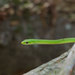 Northern Rough Greensnake - Photo (c) John Sullivan, some rights reserved (CC BY-NC), uploaded by John Sullivan