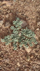 Seetzenia orientalis