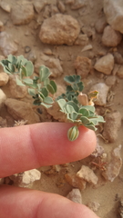 Seetzenia orientalis