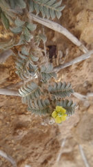Tribulus pentandrus