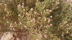 Pulicaria glutinosa