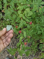 Rubus idaeus strigosus