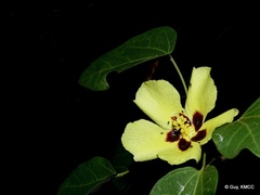 Hibiscus thespesianus image