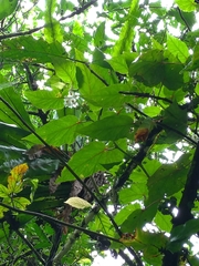 Begonia longifolia