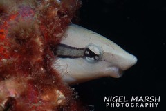 Aspidontus taeniatus