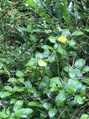 Eurema blanda arsakia
