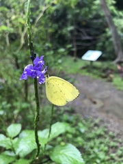 Eurema blanda arsakia