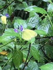 Eurema blanda arsakia