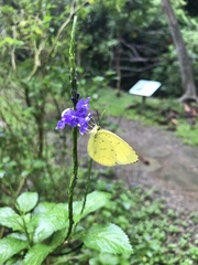 Eurema blanda arsakia