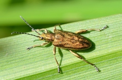 Donacia bicolora