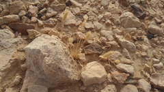 Cenchrus pennisetiformis