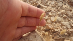 Cenchrus pennisetiformis