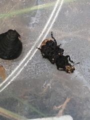 Platyrhinus resinosus