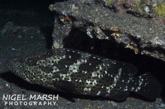 Epinephelus malabaricus