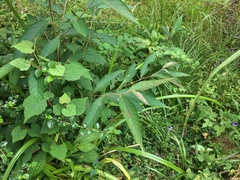 Alniphyllum pterospermum