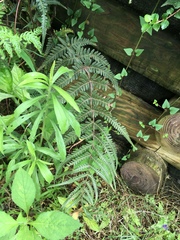 Pseudophegopteris subaurita