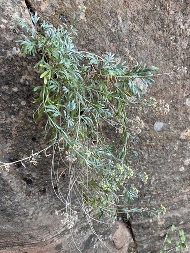 Image of Artemisia ruthiae by (c) Matt Berger, some rights reserved (CC BY)