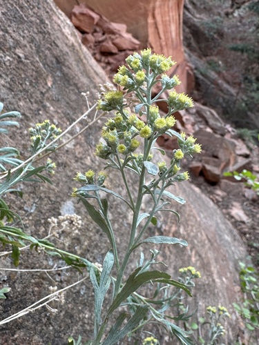 Image of Artemisia ruthiae by (c) Matt Berger, some rights reserved (CC BY)