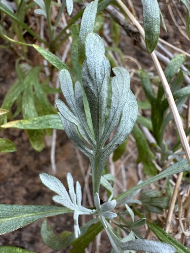 Image of Artemisia ruthiae by (c) Matt Berger, some rights reserved (CC BY)