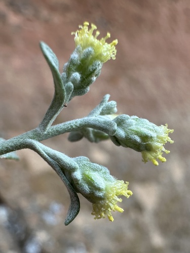Image of Artemisia ruthiae by (c) Matt Berger, some rights reserved (CC BY)