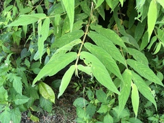 Callicarpa pilosissima