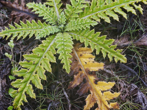 Image of Cirsium brevicaule by (c) Moogoo Lee, some rights reserved (CC BY)