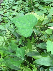 Pericampylus glaucus