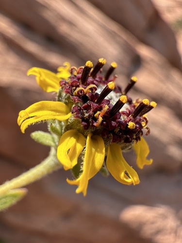 Image of Helianthella microcephala by (c) Matt Berger, some rights reserved (CC BY)
