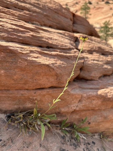 Image of Helianthella microcephala by (c) Matt Berger, some rights reserved (CC BY)