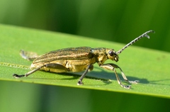 Donacia bicolora