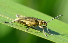 Donacia bicolora