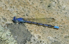 Argia munda