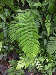 Sphaerostephanos taiwanensis