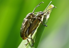 Donacia bicolora