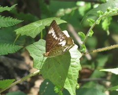 Tanaecia trigerta singoradja