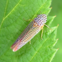 Graphocephala aurora