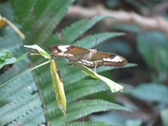 Tanaecia trigerta singoradja