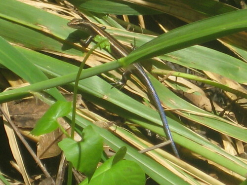 Emoia caeruleocauda observed 2008-08-14