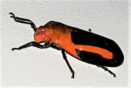 Laccogrypota valida