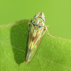 Graphocephala ignava