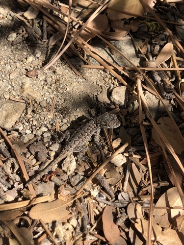 iNaturalist observation photo of Western Fence Lizard