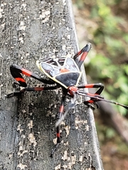 Pachylis acutangulus