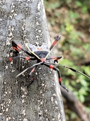 Pachylis acutangulus